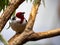 Red-cowled cardinal, Paroaria dominicana, a colorful bird with a striking red head