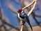 Red-cowled cardinal, Paroaria dominicana, a colorful bird with a striking red head