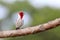 Red-cowled Cardinal (Paroaria dominicana) perched on a papaya branch in northeastern Brazil