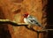 The red-cowled cardinal Paroaria dominicana sitting on the old brown branch