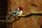 The red-cowled cardinal Paroaria dominicana sitting on the old brown branch