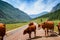 Red cows on asphalt road among Altai mountains