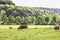 Red cows on a grassy green pasture, trees in the background