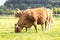 Red cows on a grassy pasture, eaten green grass