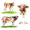 Red cows set, bull-calf standing on green meadow, side view, portrat with bell, hand painted watercolor illustration design