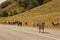 Red cows on a walk stand on an asphalt gray road in Dombai