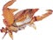 Red crab