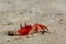 Red crab