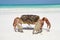 Red crab on beach