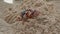 Red crab on beach in Caribbean Barbados digging hole for home in the sand  - stock footage video clip