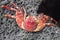 Red crab on black rock on shoreline of Big Island
