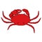 Red crab. drawing of a marine animal, a whole crab in red with a black outline, drawn in sketch style, top view, on a white