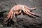 Red crab exoskeleton