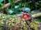 Red Crab Resting on Mossy Tree Trunk