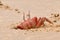 Red Crab in sand hole