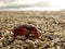 Red crab on the shore