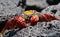 Red crab sitting on the rocks. The Galapagos Islands. Pacific Ocean. Ecuador.