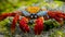 Red crab sitting on the rocks. The Galapagos Islands. Pacific Ocean. Ecuador.