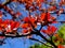 Red Crabapple Blossoms