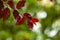 Red Crabapple Leaves with Green Bokeh