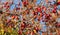 Red crabapples on the branch of the tree in White Rock Park. Selective focus  nobody