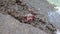 Red crabs climbing rocks on the Atlantic Ocean on the Canary Island of Tenerife