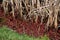 Red Cranberries Along Rushes and Reeds in a Bog