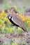 Red-crested Bustard calling to its mate while trying to hide in