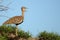 Red-crested Bustard (Lophotis ruficrista)