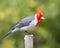 Red-crested Cardinal