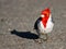 Red-Crested Cardinal