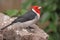 Red-crested cardinal