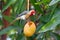 A Red crested cardinal bird scooping out and eating a ripe mango