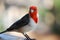Red Crested Cardinal Bird Standing on a Rail