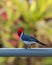 Red crested cardinal on fence in Kauai