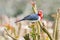 Red crested cardinal on island of Maui Hawaii resting on tree branch