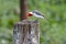 Red crested cardinal making a bow