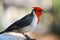 Red Crested Cardinal in Maui Hawaii