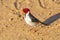 Red Crested Cardinal in the Pantanal
