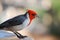 Red Crested Cardinal with a sharp Beak