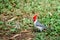 Red-crested cardinal songbird in Hawaii