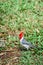 Red-crested cardinal songbird in Hawaii - vertical shot