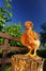 Red Crested Chicken on Tree Stump