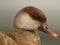 Red-crested female pochard duck, netta rufina