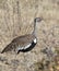 Red Crested Korhaan - Namibia