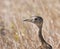 Red crested korhaan walking in dry grass