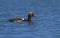 Red-crested male pochard duck, netta rufina