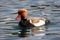 Red-crested Pochard