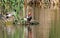 Red-crested pochard
