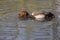 Red crested Pochard